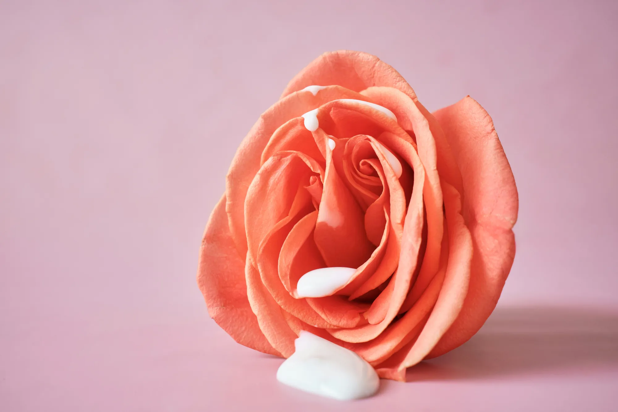 Una rosa coral con crema blanca escurriendo por los petalos
